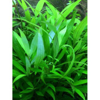 Siemensis tütün