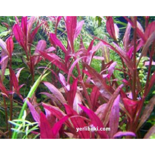 Alternanthera reineckhi adet