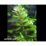 Myriophyllum Tuberculatum adet arttıkça fiyat düşer 