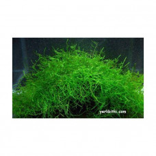 Java moss / 50 gram - 30x15 cm sık kaplar öbek