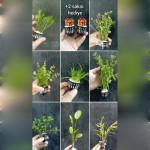 8 çeşit 8 saksı karma +2 hediye 8 çeşit 8 saksı karma +2 hediye