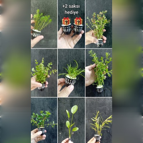 8 çeşit 8 saksı karma +2 hediye 8 çeşit 8 saksı karma +2 hediye