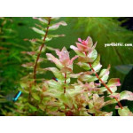 Rotala macrandra green saksılı 20 li