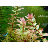 Rotala macrandra green Rotala macrandra green