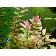 Rotala macrandra green buketli