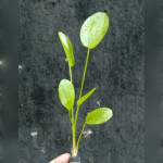 Echinodorus grandifolus saksılı