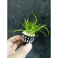 Subulata 