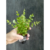 Bacopa australis 