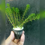 Myriophyllum Tuberculatum saksı