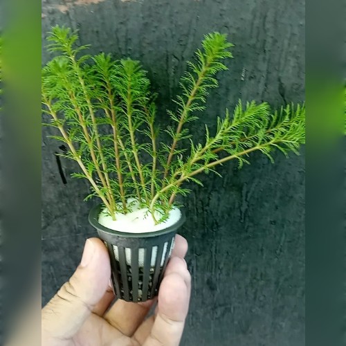 Myriophyllum Tuberculatum saksı