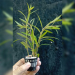 Ludwigia peruensis diamond star