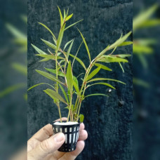 Ludwigia peruensis diamond star