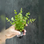 Bacopa australis 