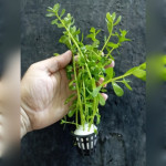 Bacopa monnieri saksı