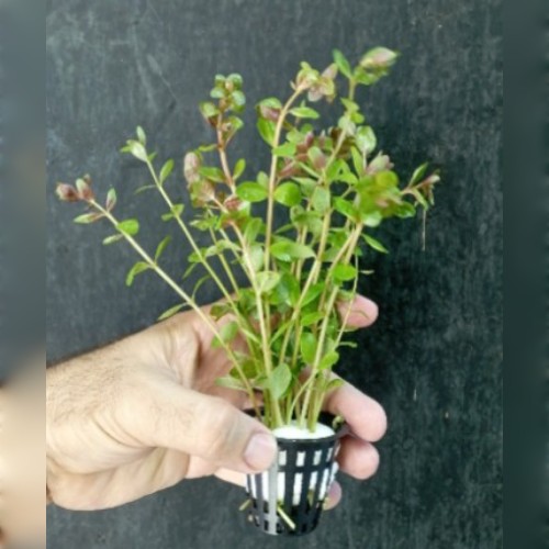 Rotala macrandra green Rotala macrandra green