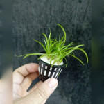 Subulata 