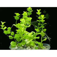 Bacopa australis buket