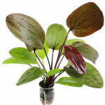 Echinodorus fancy twist Echinodorus fancy twist