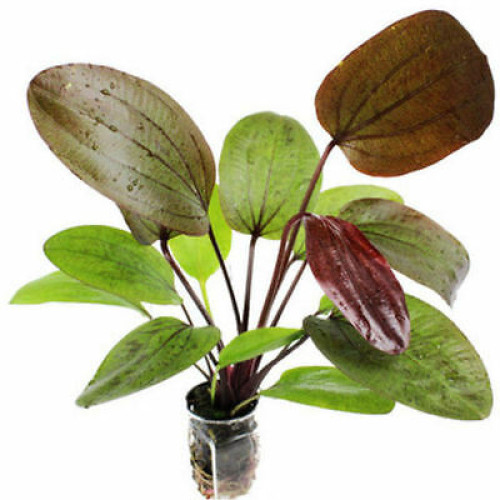 Echinodorus fancy twist