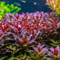 Ludwigia peruensis diamond star